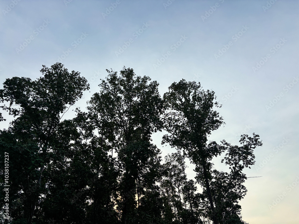 silhouette of a tree against the sky silhouette of a tree against the sky