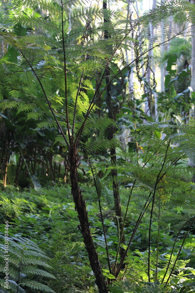 Landscape Tropical Botany Garden Photography, Nature Photography, Rio de Janeiro Public Park Landscape Tropical Botany Garden Photography, Nature Photography, Rio de Janeiro Public Park