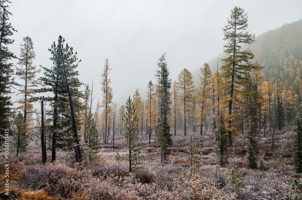 the autumn forest in the Altai mountains is dusted with the first snow the autumn forest in the Altai mountains is dusted with the first snow