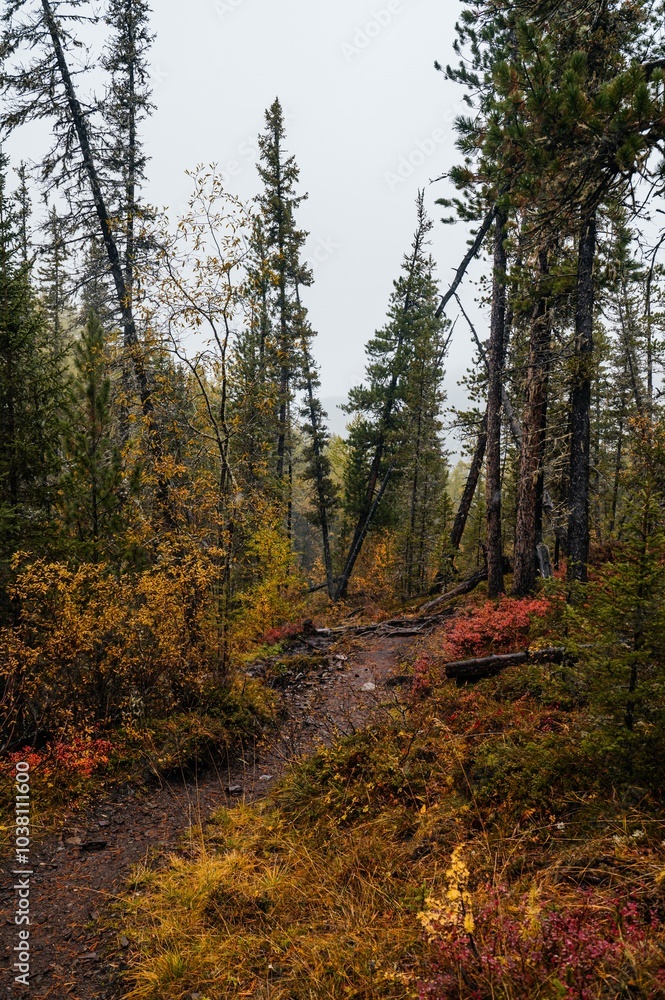 Fototapeta premium the autumn forest in the Altai mountains is dusted with the first snow