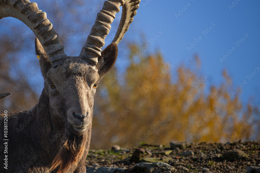 Male Siberian ibex Capra sibirica Male Siberian ibex Capra sibirica
