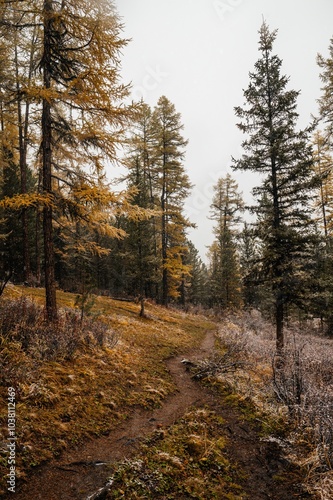 the autumn forest in the Altai mountains is dusted with the first snow