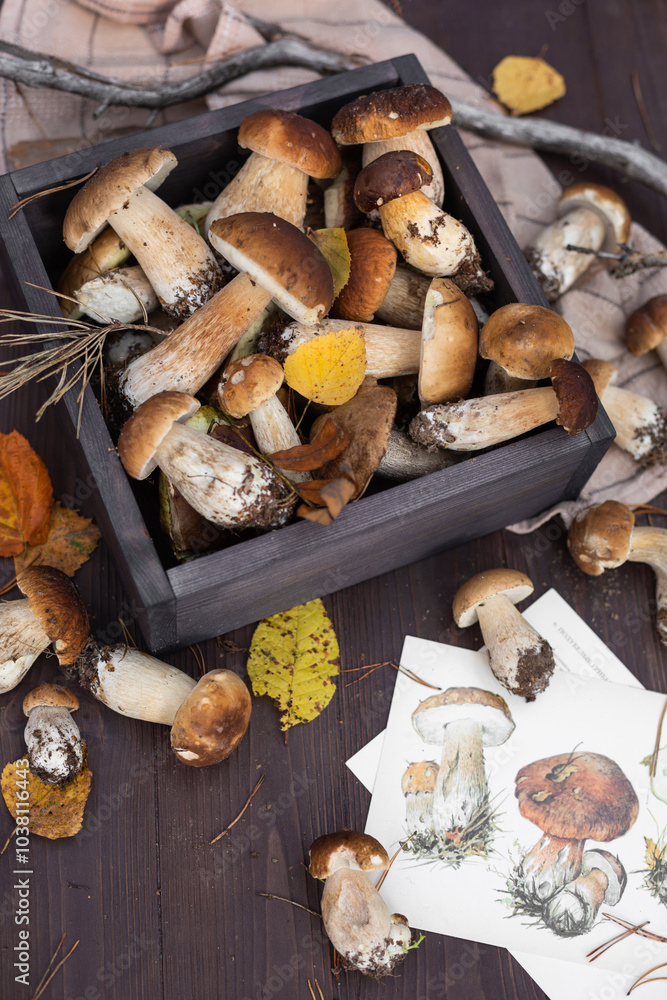 Fototapeta premium Mushroom Harvest