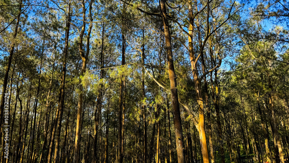 Fototapeta premium Lush Pine Tree Rows Creating a Serene Path
