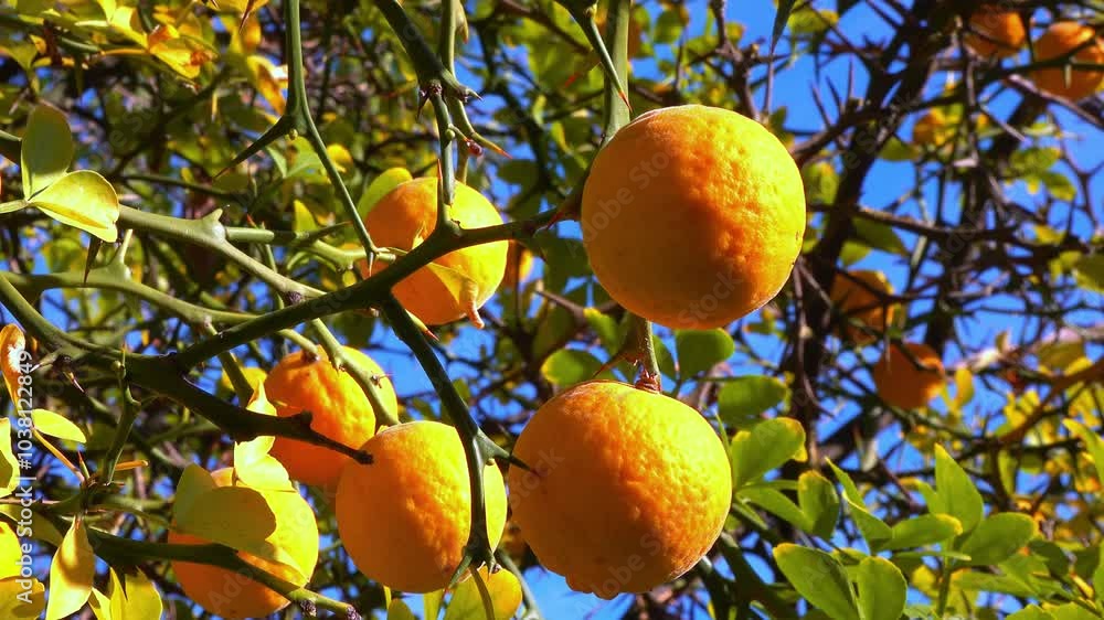 Citrus trifoliata, Poncirus trifoliata - yellow edible fruits with seeds inside against blue sky in garden Citrus trifoliata, Poncirus trifoliata - yellow edible fruits with seeds inside against blue sky in garden