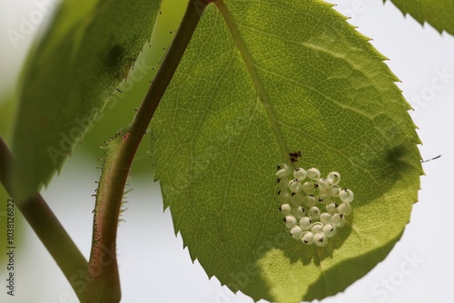 Développement de punaise des jardins (Halyomorpha halys), dispersion