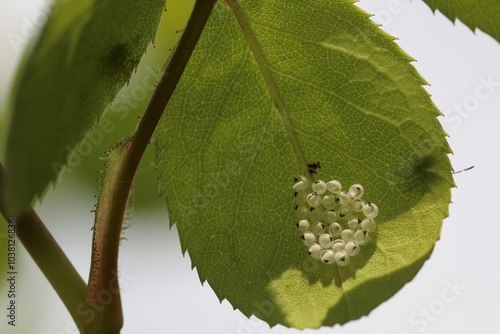 Développement de punaise des jardins (Halyomorpha halys), dispersion