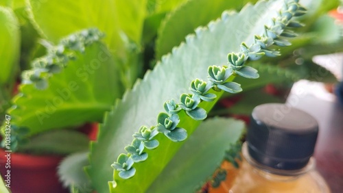 Potrait of succulent plants