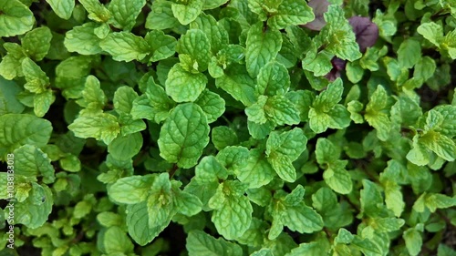 Wallpaper Mural Fresh green mint leaves are densely packed, symbolizing freshness and nature Torontodigital.ca