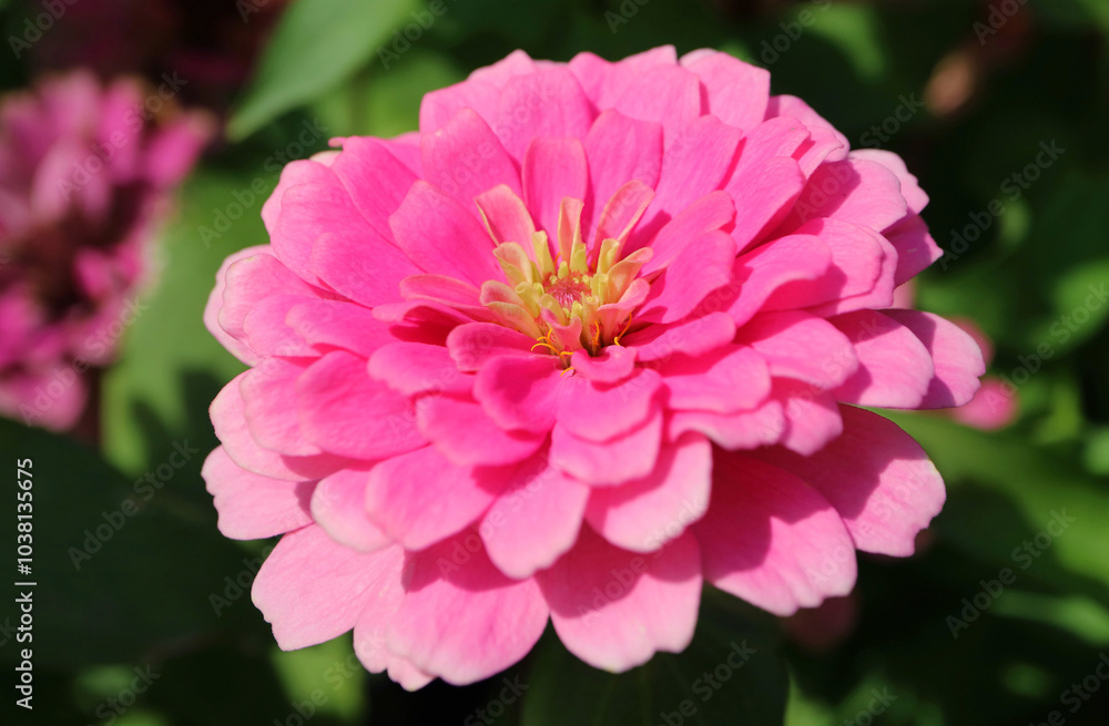 Closeup of a Gorgeous Pink Zinnia Flowers Blossoming in the Sunlight Closeup of a Gorgeous Pink Zinnia Flowers Blossoming in the Sunlight