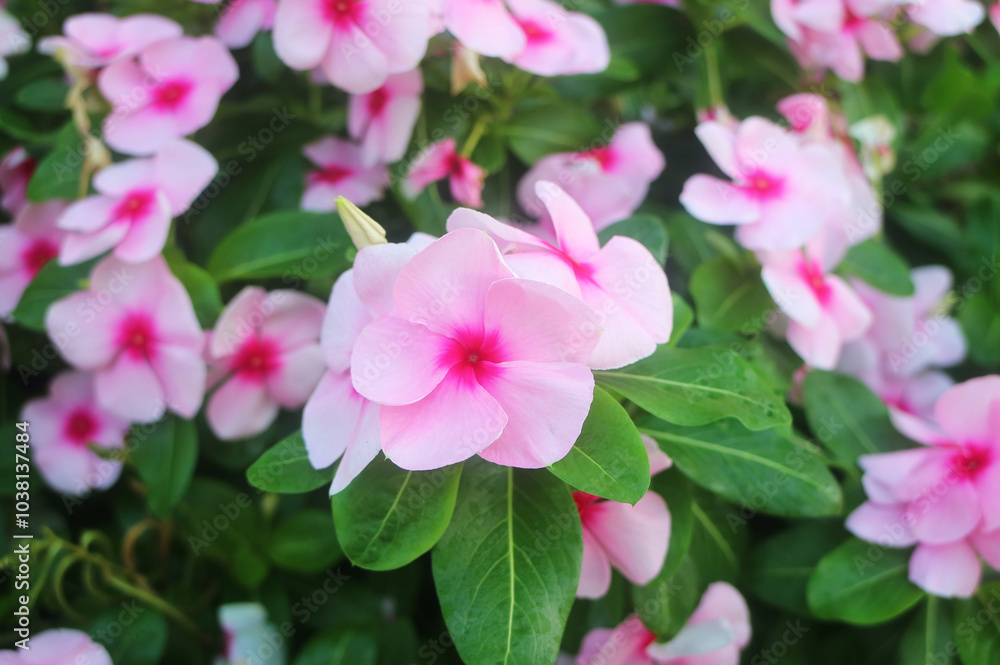 Bunches of Pink Madagascar Periwinkle Blooming in Backyard Bunches of Pink Madagascar Periwinkle Blooming in Backyard