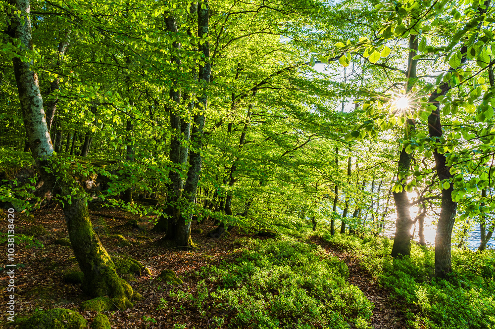 Discover the vibrant green beech forest in Sweden during spring, showcasing lush foliage and sunlight filtering through the trees Discover the vibrant green beech forest in Sweden during spring, showcasing lush foliage and sunlight filtering through the trees