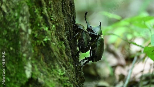 カブトムシの求愛行動