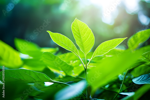 green leaves in the sun