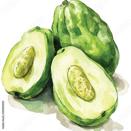 Chayote fruit watercolor clipart illustration