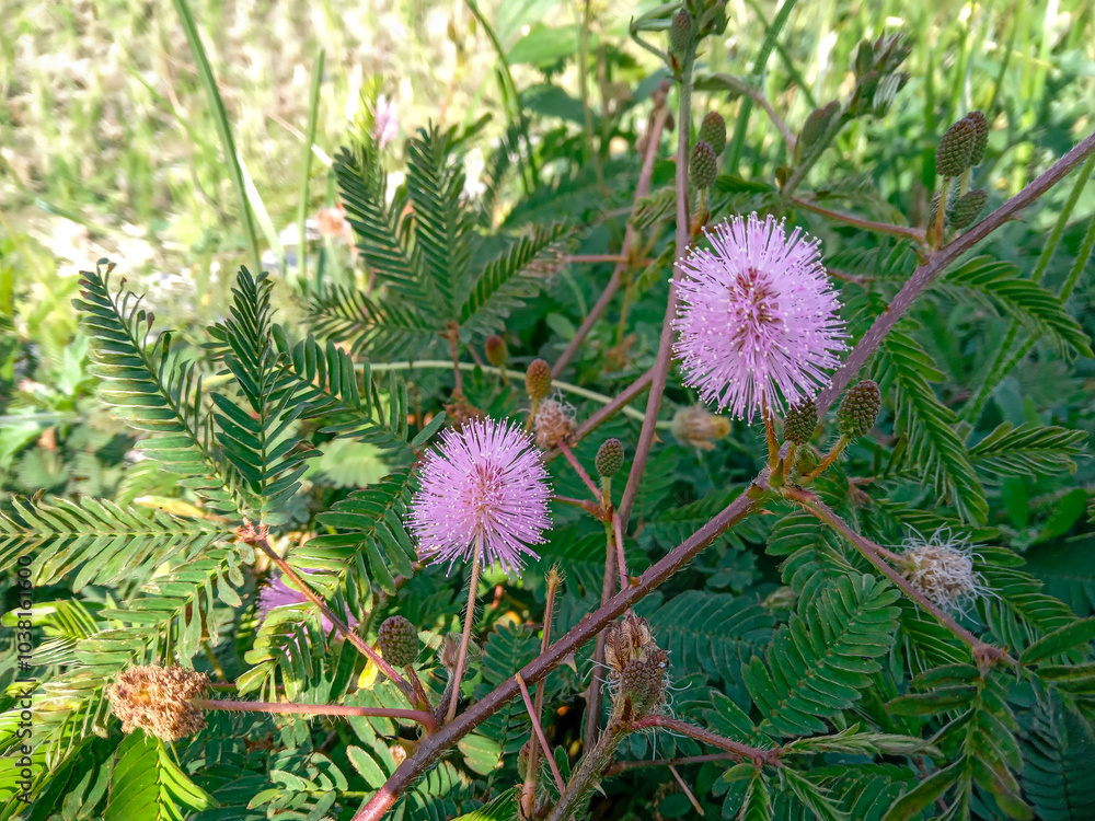 flower of a shameplant. putri malu or shameplant or mimosa pudica on the side of the road. small purple flowers bloom beautifully in the morning flower of a shameplant. putri malu or shameplant or mimosa pudica on the side of the road. small purple flowers bloom beautifully in the morning