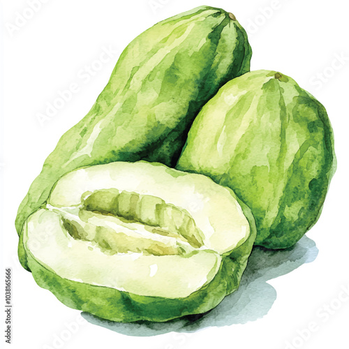 Chayote fruit watercolor clipart illustration