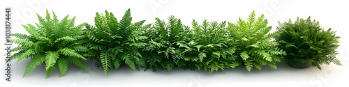 Green Fern Plants Row.