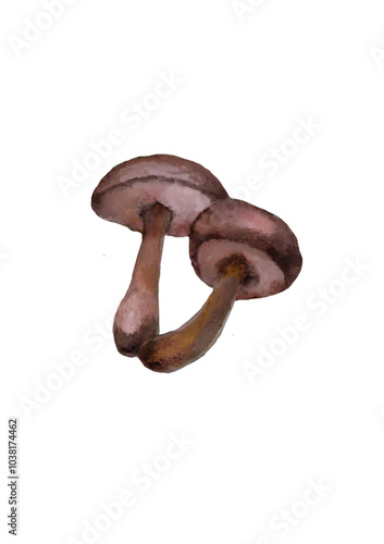 mushroom isolated on white, vector