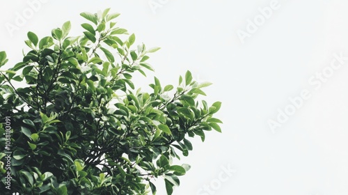 Wallpaper Mural A green tree against a white background Torontodigital.ca