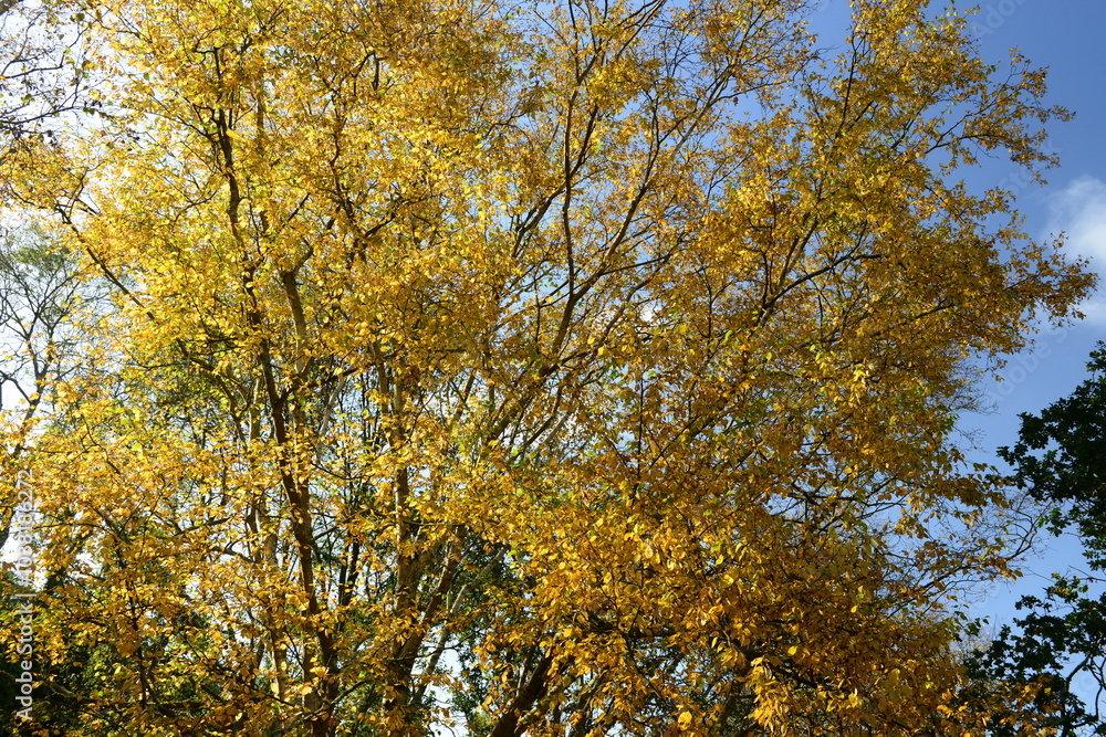 Fototapeta premium Birch wood, Jersey, U.K. Sunny forest in Autumn.