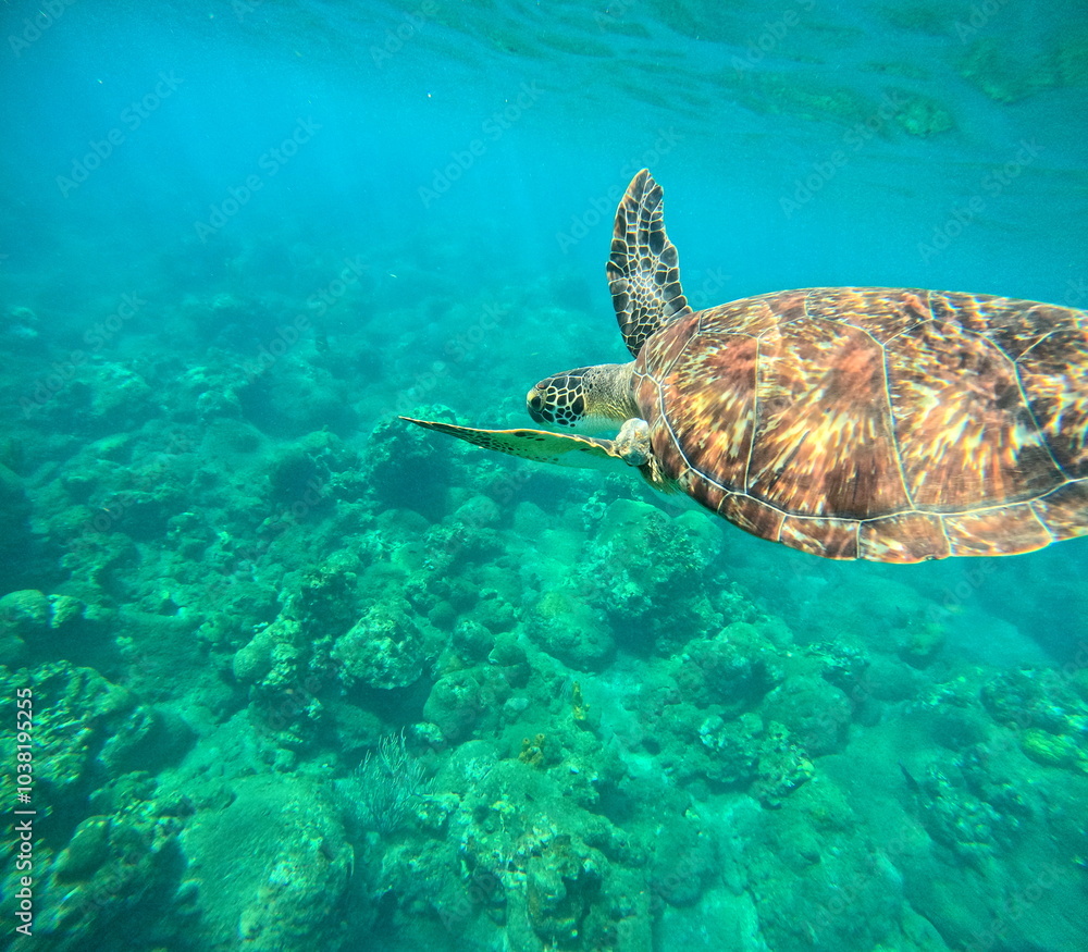 Naklejka premium underwater photo of green sea turtle swimming in turquoise blue water. Chelonia mydas in Guadeloupe. Caribbean sea wildlife