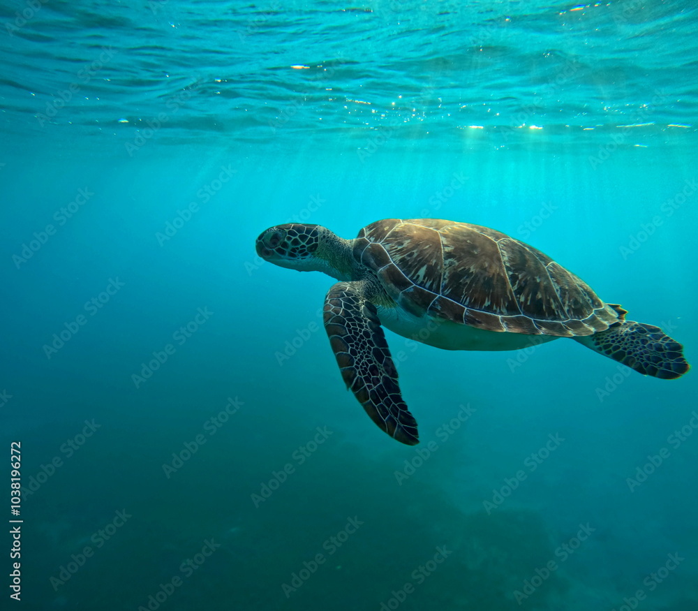 Fototapeta premium side view of swimming green sea turtle in caribbean sea in Guadeloupe. Sunrays passing underwater and turquoise sea color.