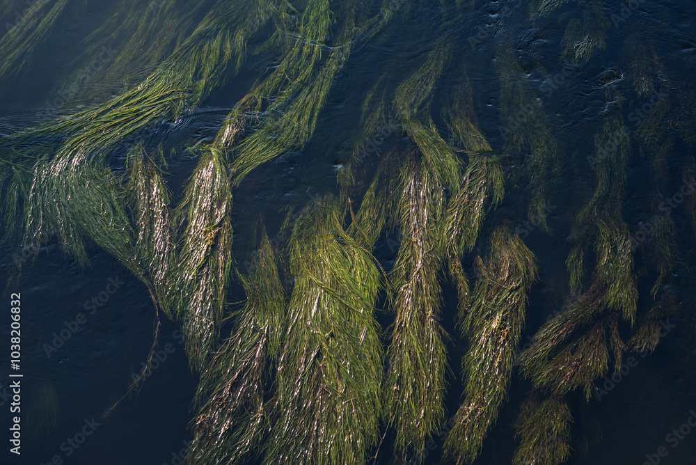 RIVER - Green aquatic plants floating in the current
RIVER - Green aquatic plants floating in the current