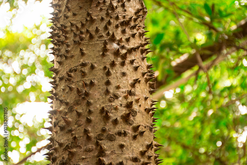 Принти на полотні Close-up texture of a thorny tree , (Bombax ceiba L. cultv.)