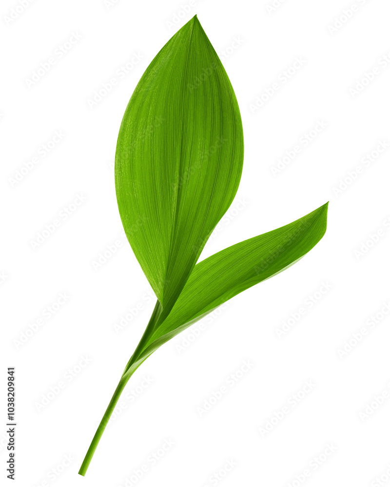 Fototapeta premium Lily of the valley Leaf, isolated on white background, full depth of field