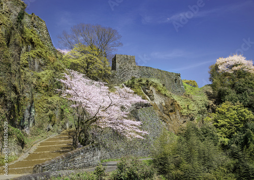 岡城址の桜