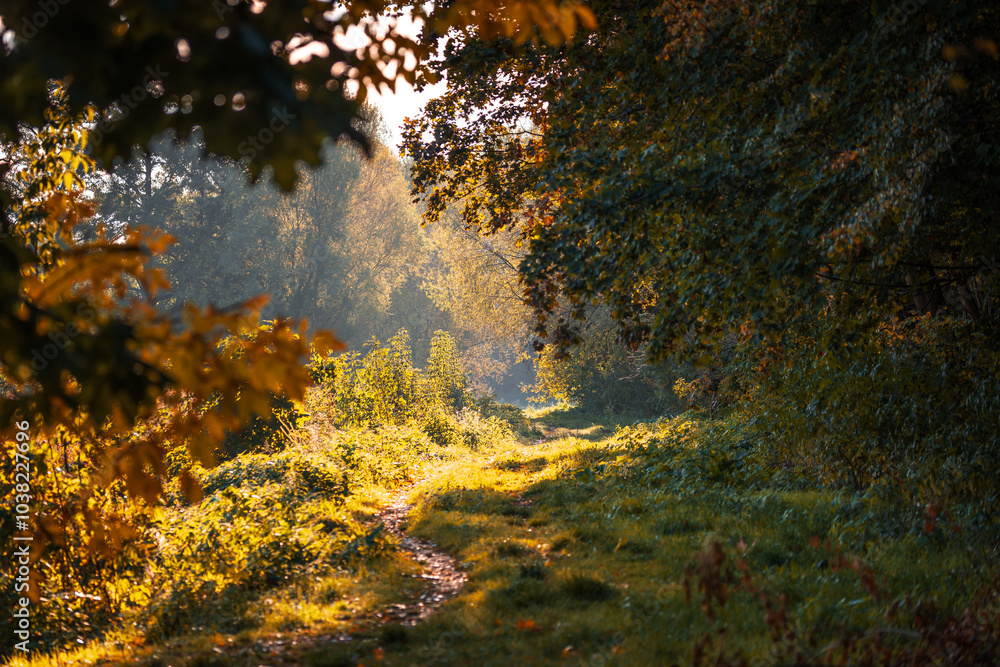 Autumn in the park. Beautiful autumn colors in the park. Pathway in the park Autumn in the park. Beautiful autumn colors in the park. Pathway in the park