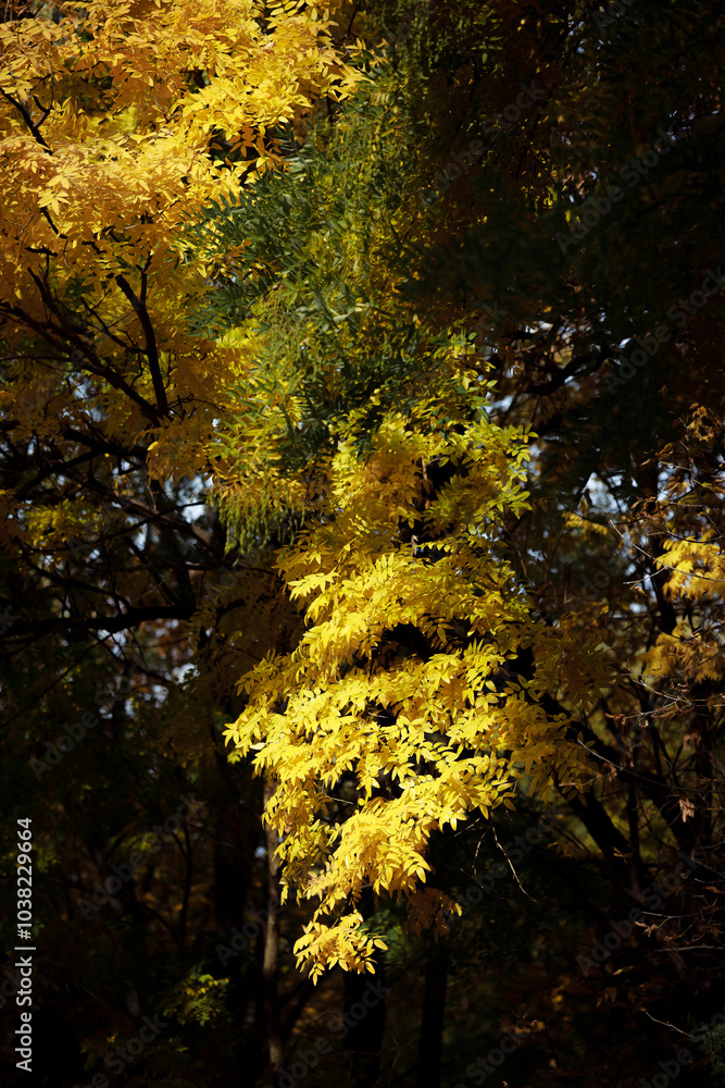 Autumn forest landscape. Yellowed leaves on trees in a national park. Orange and green shades of deep autumn. Calm and windless sunny weather. Autumn forest landscape. Yellowed leaves on trees in a national park. Orange and green shades of deep autumn. Calm and windless sunny weather.