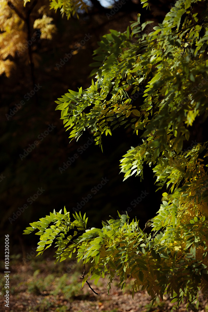 Obraz premium Autumn forest landscape. Yellowed leaves on trees in a national park. Orange and green shades of deep autumn. Calm and windless sunny weather.