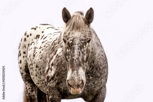 Fotografie A noriker coldblood horse gelding with leopard coat color on white background