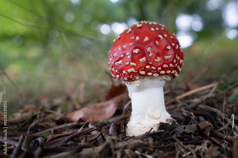 Red Capped Mushroom, Fly, Agaric, toadstool Red Capped Mushroom, Fly, Agaric, toadstool