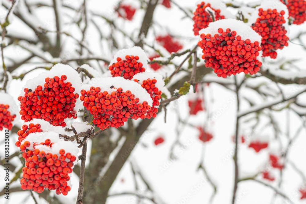 Winter's Red Jewel: Snow-Covered Rowan Berries Winter's Red Jewel: Snow-Covered Rowan Berries