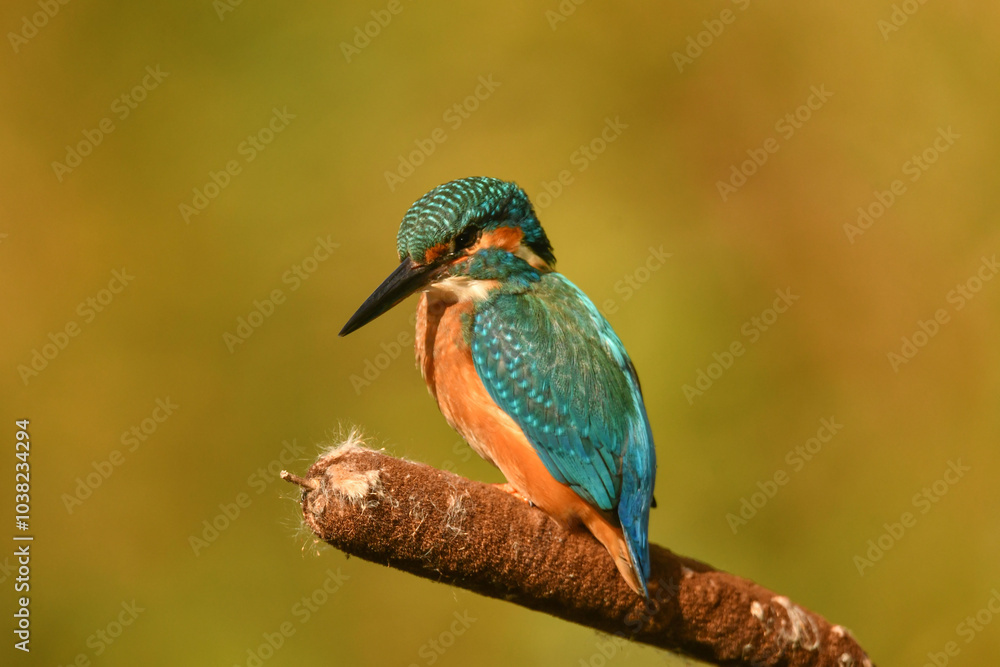 Fototapeta premium Eisvogel