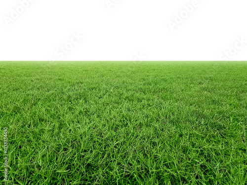 Green grass field, transparent background