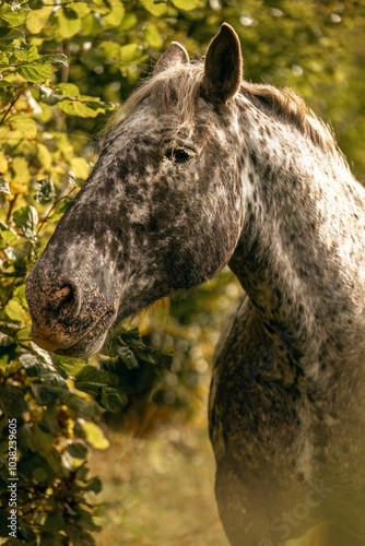 A noriker coldblood horse gelding with leopard coat collar on a meadow in front of an autumnal rural landscape