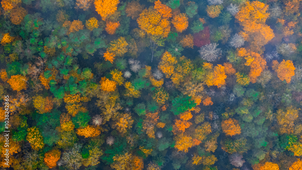 Forest autumn Forest autumn