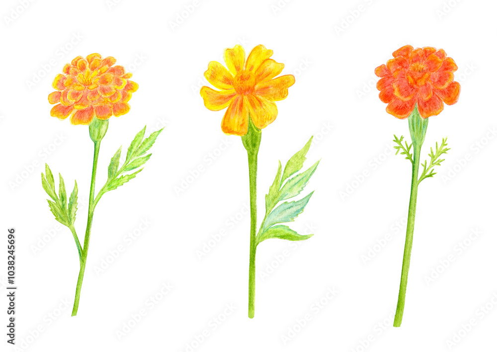watercolor collection of marigold flowers isolated on white background. watercolour painting watercolor collection of marigold flowers isolated on white background. watercolour painting