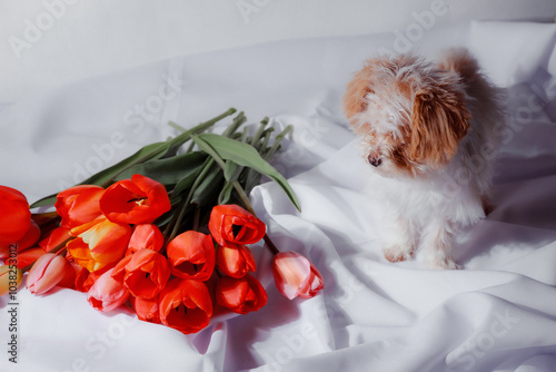 Natural bouquet of spring tulips. Red tulips on a smart white background. Valentine's day, mother's day, tenderness day, birthday concept. Small puppy of toypoodle breedon a light wooden background.  photo