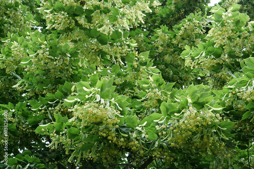 Blooming linden. Linden for European species, basswood for North American. Tilia