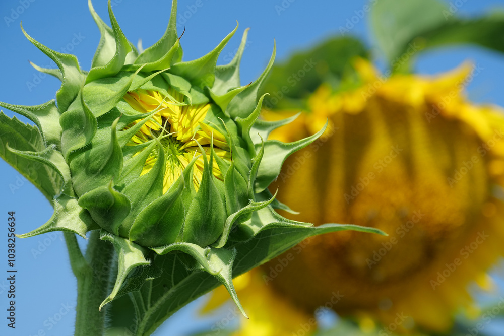 Fototapeta premium Young green immature sunflower at the field