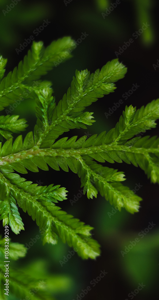 close up of green fern close up of green fern