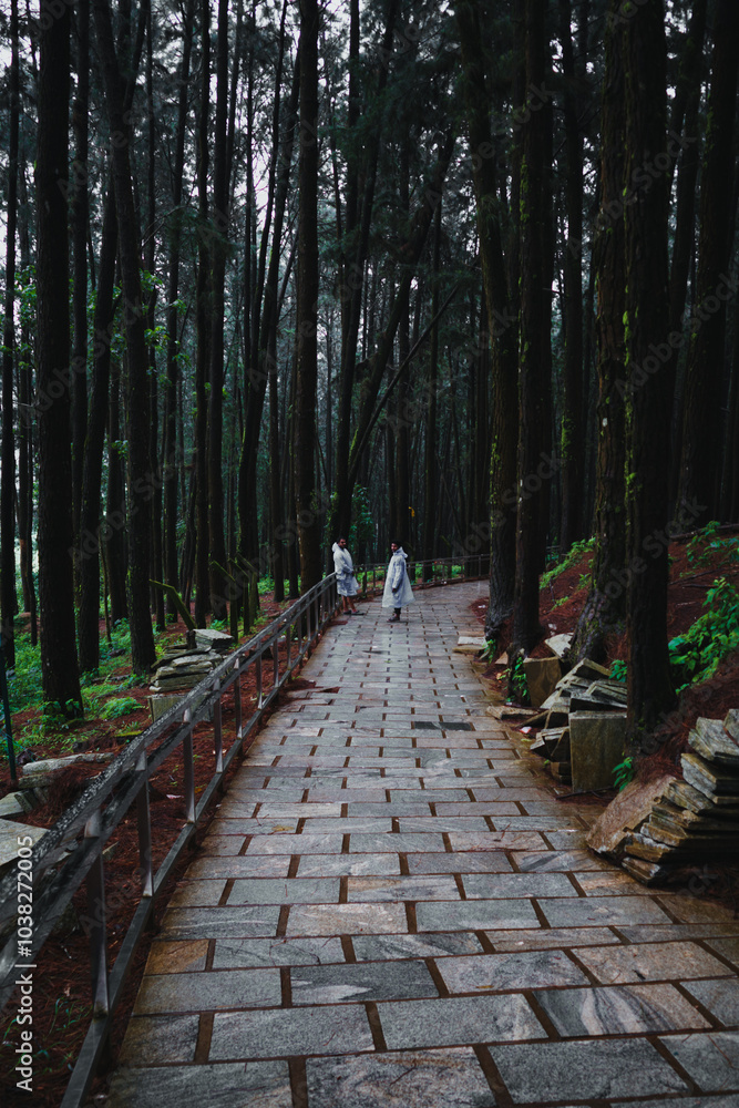 Fototapeta premium footpath in the woods