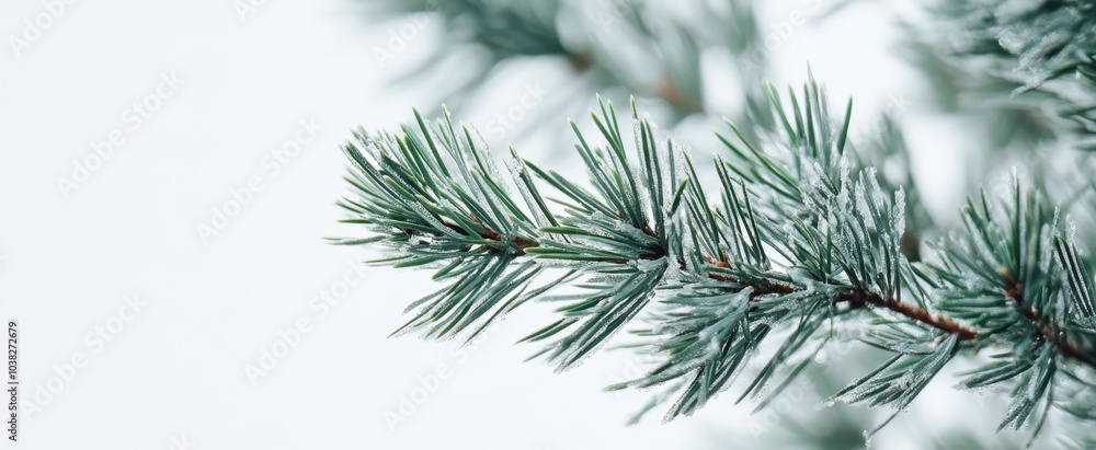 The Snowy Pine Tree Branch The Snowy Pine Tree Branch