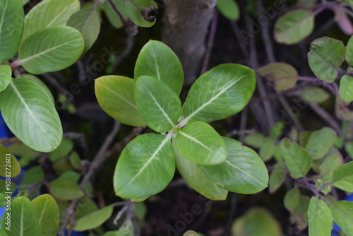 Wallpaper Mural green leaves background Torontodigital.ca