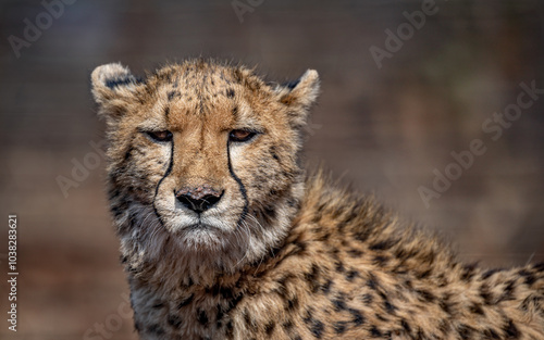 cheetah looking at me